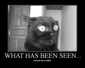 lolcat_whathavebeseen