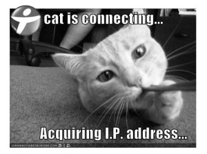 lolcats-ADSL-cat-is-connecting-Acquiring-IP-address